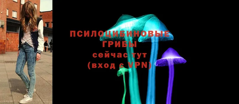 закладки  Агидель  Псилоцибиновые грибы Psilocybe 